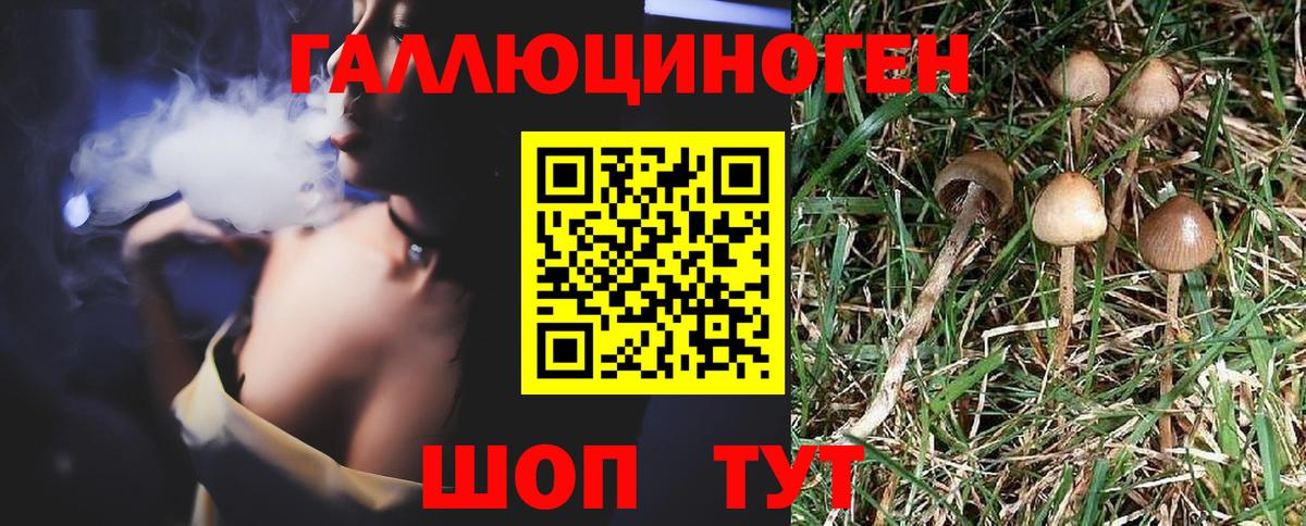 Сухой Лог  Псилоцибиновые грибы Psilocybine cubensis  Галлюциногенные грибы прущие грибы  Вход с VPN 